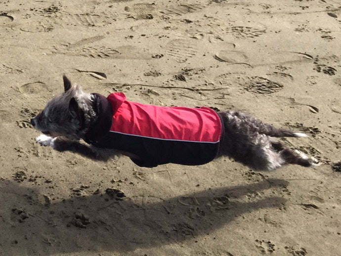 Superpup™ Superhero light jacket