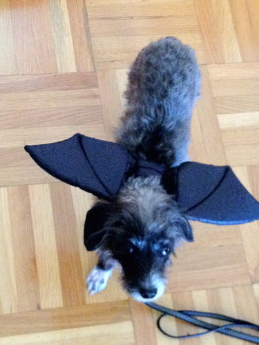 Wings, Wings, Wings