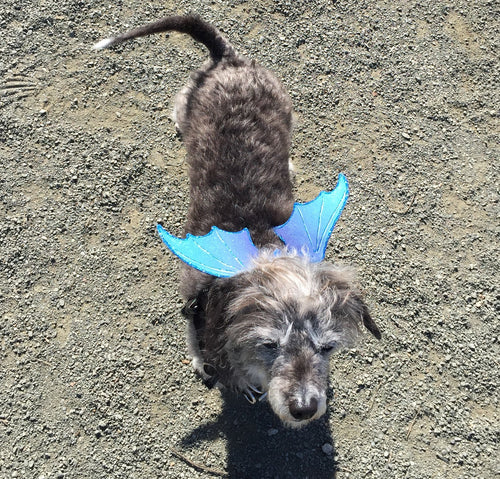 Superpup™ Dragon Wings